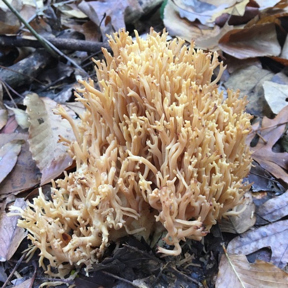 Meet your Posher, Leneatra - Picture 14 of 16